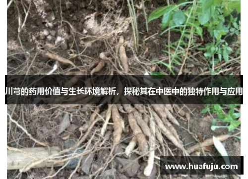 川芎的药用价值与生长环境解析,探秘其在中医中的独特作用与应用 川芎的药用价值与生长环境解析,探秘其在中医中的独特作用与应用