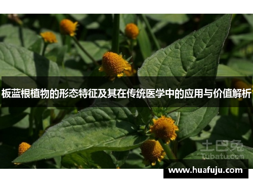 板蓝根植物的形态特征及其在传统医学中的应用与价值解析 板蓝根植物的形态特征及其在传统医学中的应用与价值解析